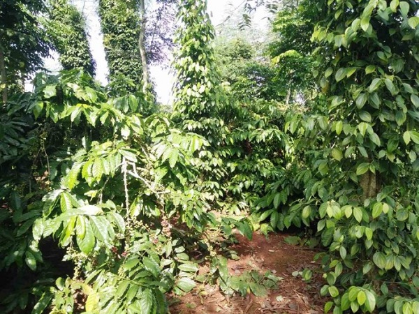 Thuốc trừ nấm Carbenzim 500FL là biện pháp tốt nhất để trừ bệnh thán thư trên cây cà phê