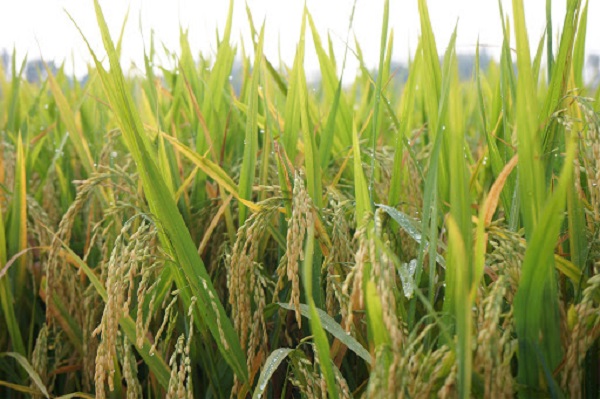 Để phòng ngừa bệnh vàng lá chín sớm thì cần chuẩn bị tốt công tác chọn giống và bón phân hợp lý