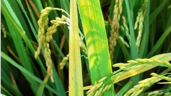 Bệnh vàng lá chín sớm sẽ làm giảm năng suất của mùa vụ