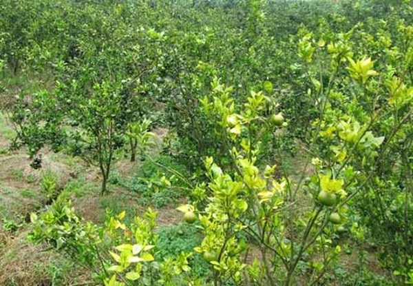 Bệnh vàng lá sẽ có biểu hiện đầu tiên đó là sự thay đổi màu sắc của lá và lá bị vàng sẽ rụng dần