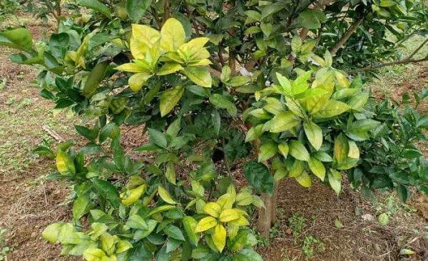 Bệnh thối rễ ở cây thường xảy ra khi khả năng thoát nước của đất kém