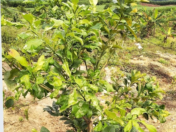 Cây bị bệnh sẽ sinh trưởng kém và chất lượng, năng suất trái giảm