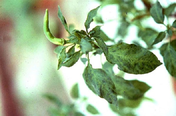 Có nhiều khả năng lây lan bệnh xoăn lá ở cây ớt