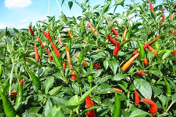 Để tránh bệnh xoăn lá ớt bà con cần chú ý tránh bón thừa đạm