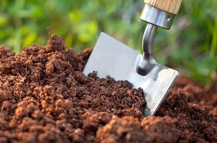 Bón phân kích thích nở nụ cây mai