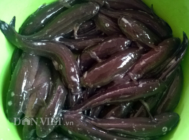 Bống dừa - hiện thân của những món ăn ngon