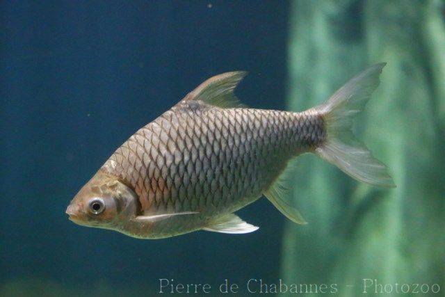 Thả và cho cá mè ăn