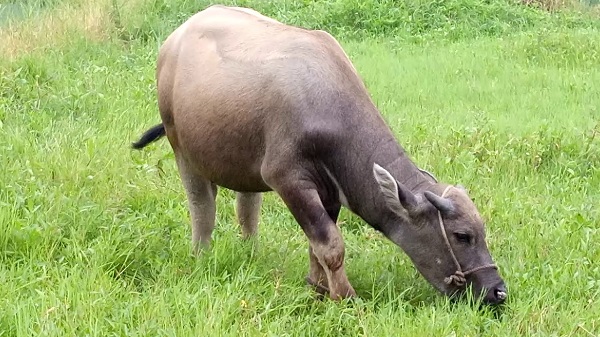 Bệnh thường xuất hiện hiện ở nghe non do hệ miễn dịch đường ruột kém
