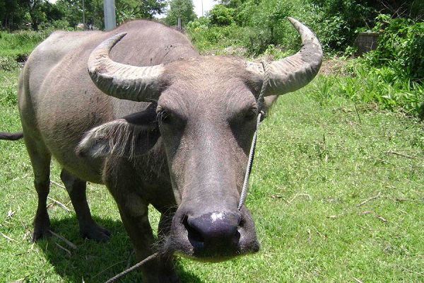 Bệnh xoắn khuẩn ở trâu thường phải làm xét nghiệm máu để xác định