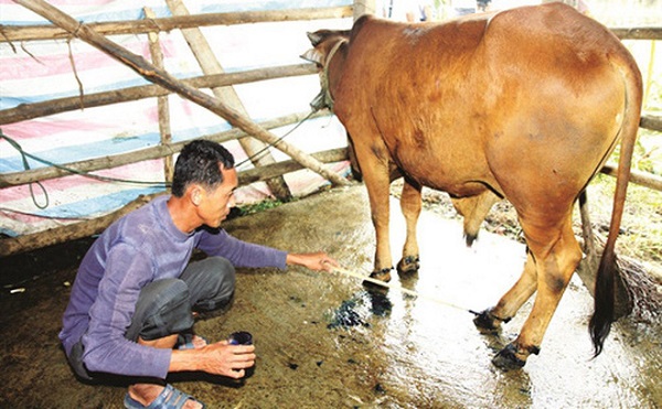 Bệnh lở mồm long móng lafg căn bệnh xuất hiện phổ biến ở bò