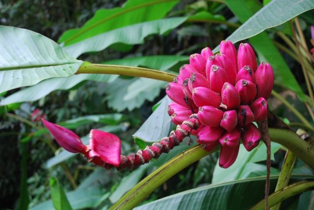 Chuối hồng có vi rất đắng nên không được sử dụng để làm thực phẩm