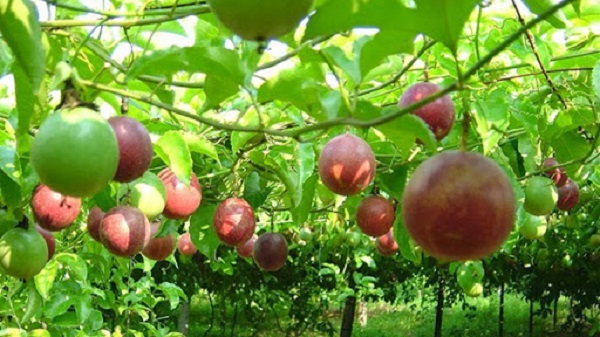 Mùa thu đông rất thích hợp để bắt đầu dự án trồng chanh leo