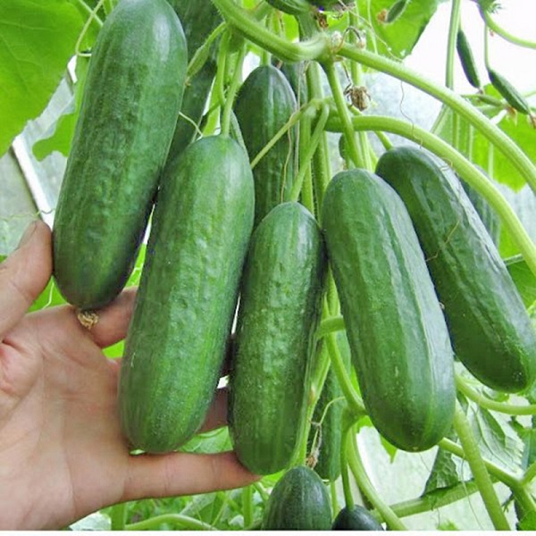 Nhiều nhà phố hiện nay đang rộ mốt trồng dư chuột trên sân thượng vừa làm cảnh vừa để ăn