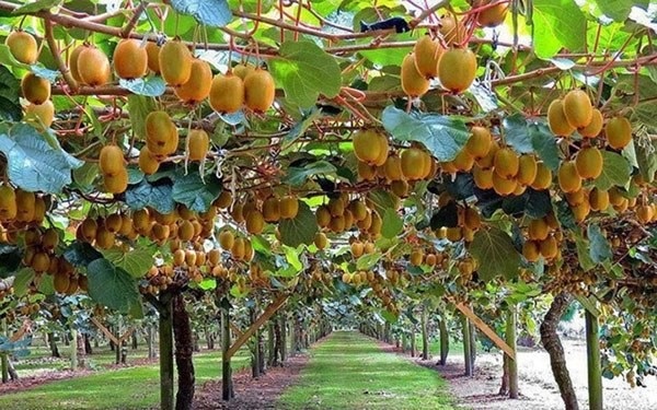 Cây Kiwi có hương vị thơm ngon và rất dễ trồng, chăm sóc