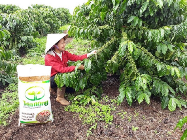 Việc phân bổ phân bón cho cây cà phê cần đồng đều nhau giữa hàm lượng các chất 