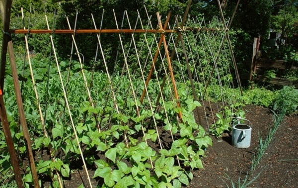 Để đậu đũa sinh trưởng và phát triển tốt thì bà con cần chú ý đến việc làm giàn