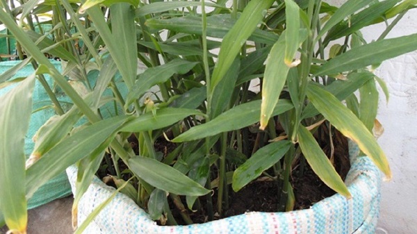 Gừng cần được cung cấp độ ẩm cần thiết để sinh trưởng ổn định