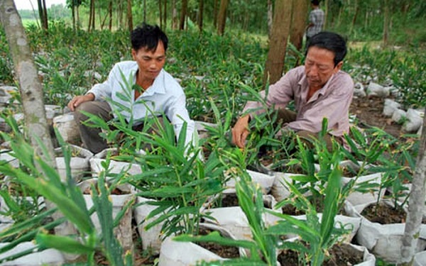 Thông thường gừng trồng trong bao sẽ được gieo từ tháng 1 - 4 hàng năm