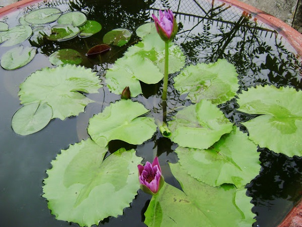 Bạn cần chú ý kiểm tra để kịp thời loại bỏ rệp cho cây hoa súng