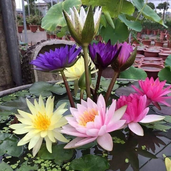 Chậu trồng hoa súng nên chọn loại có đường kính rộng