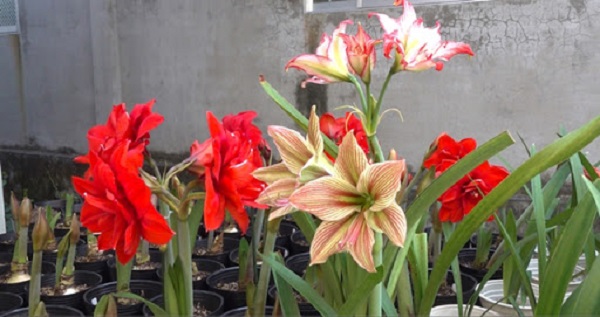 Hoa lan huệ ưa sinh trưởng trong điều kiện khí hậu mát mẻ