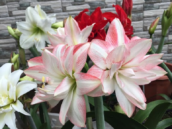 Hoa lan huệ đa dạng về màu sắc