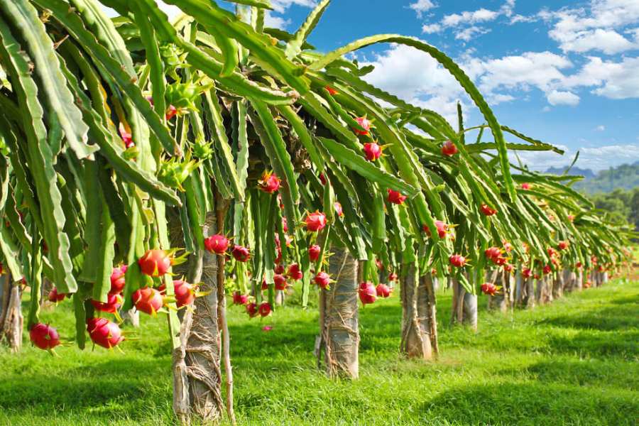 Kỹ thuật trồng thanh long và chăm sóc hợp lý