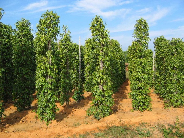 Thời điểm tưới nước cho cây tiêu phục thuộc vào môi trường, giai đoạn phát triển