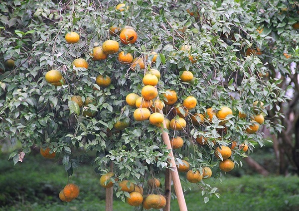 Bà con lưu ý làm sạch cỏ dại định kỳ để tập trung nguồn dinh dưỡng nuôi cây