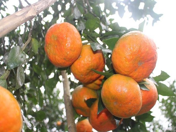 Nếu được chăm sóc đúng kỹ thuật thì sau 4 năm cây cam bù bắt đầu cho trái