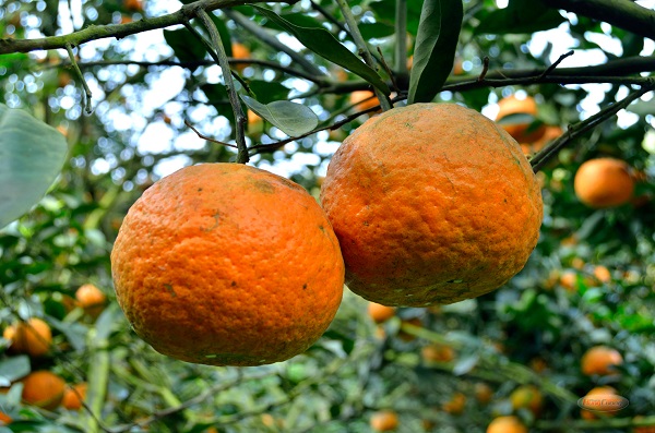 Cam sành Hàm Yên về hình thức thường sẽ cho trái lớn, tròn đều