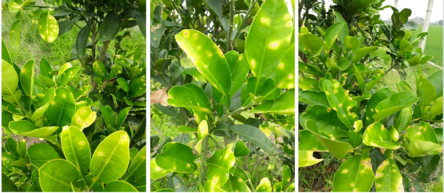 Sâu bệnh hại cây cam xoàn