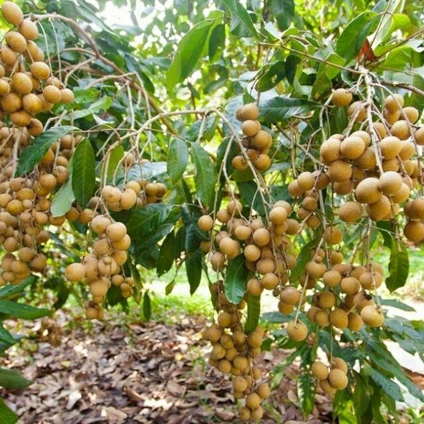 Cây nhãn dễ trồng và không yêu cầu kỹ thuật chăm sóc cao