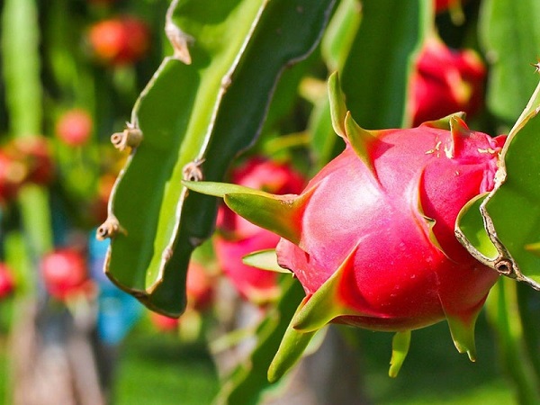 Thanh Long rất dễ trồng, ngay cả trên đất nghèo dinh dưỡng