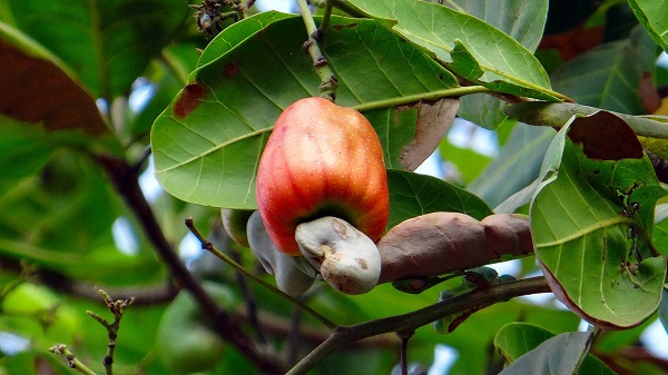 Cây điều được 1 - 2 năm tuổi là thời điểm thích hợp để tạo tán