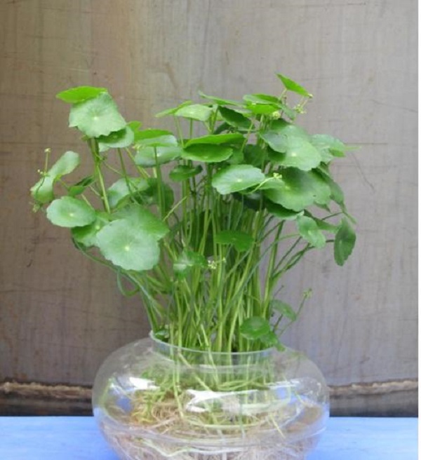 Kỹ thuật trồng cây rau má Nhật thủy tinh chỉ cần chăm sóc đúng cách cây sẽ lớn rất nhanh, đẹp, độc và lạ mắt. Ảnh minh họa