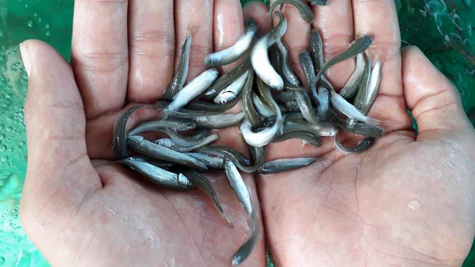 Thả giống cá đối mục