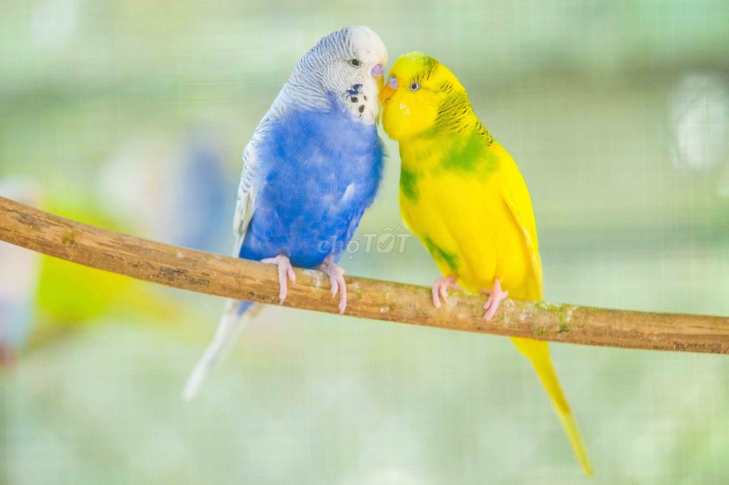 Ghép đôi cho chim yến phụng