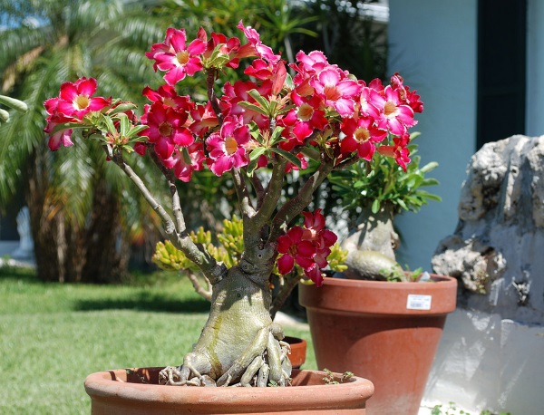 Cách trồng hoa sứ Thái đơn giản