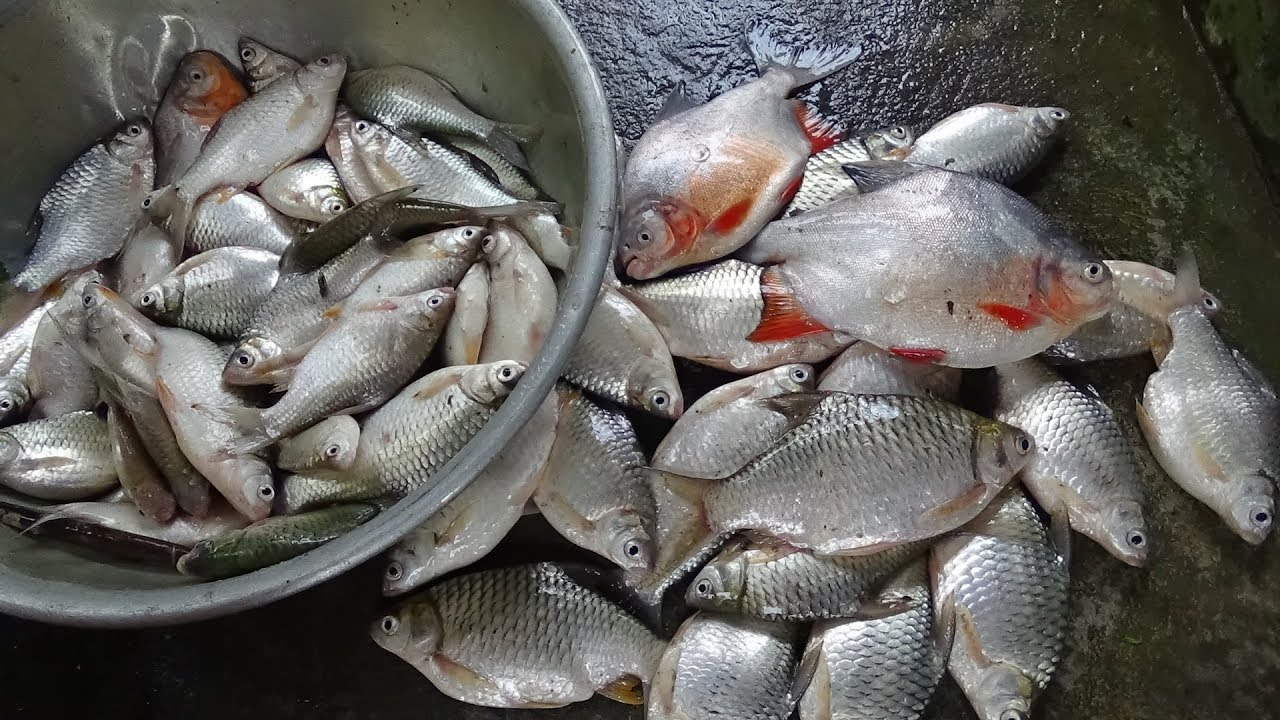 Ảnh minh họa: cá mè Vinh