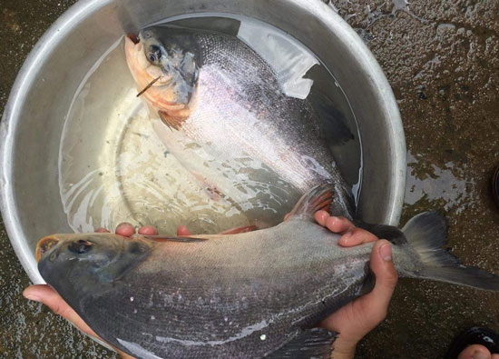 Hình thức nuôi cá chim trắng nước ngọt