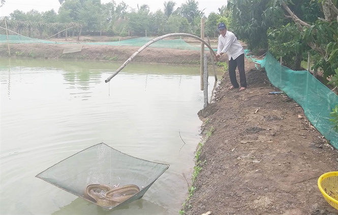 Xây dựng ao nuôi cá chình