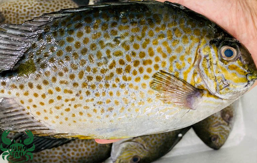 Cá dìa – danh sách các loài cá nước lợ