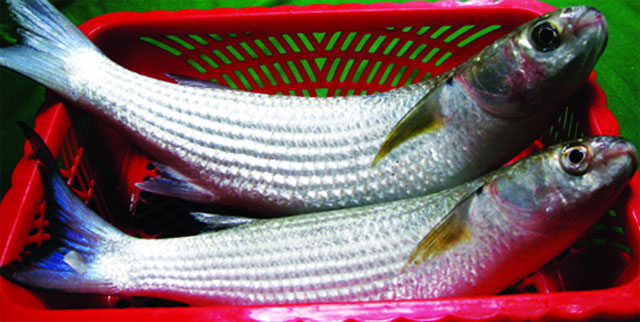 Quản lí công tác nuôi cá