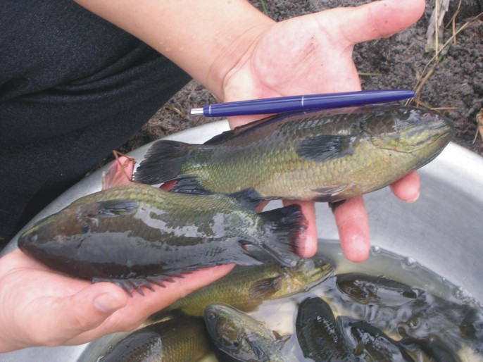 Cá rô đầu vuông nuôi đạt hiệu quả