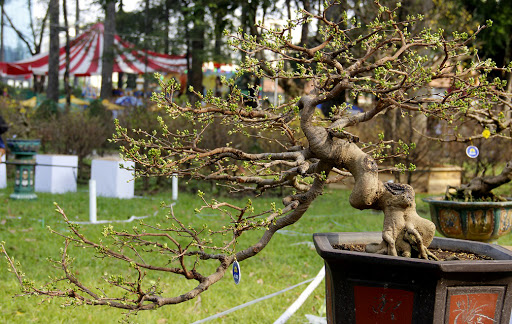 cây mai vàng bị yếu