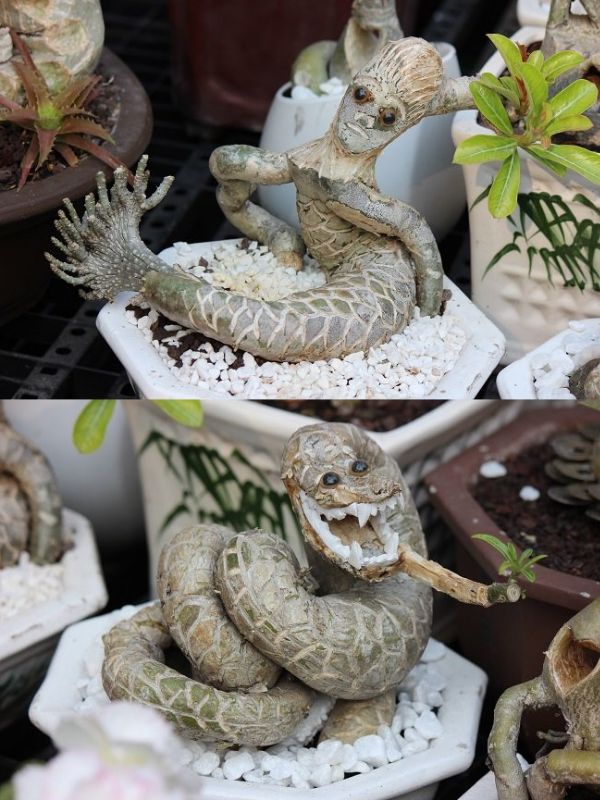 cách trồng sứ thái