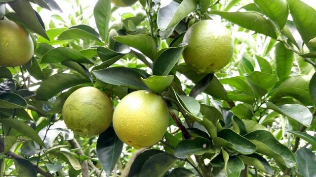 Cắn từng múi cam to, nặng nước, bạn sẽ cảm nhận được vị ngọt thanh mát đặc trưng