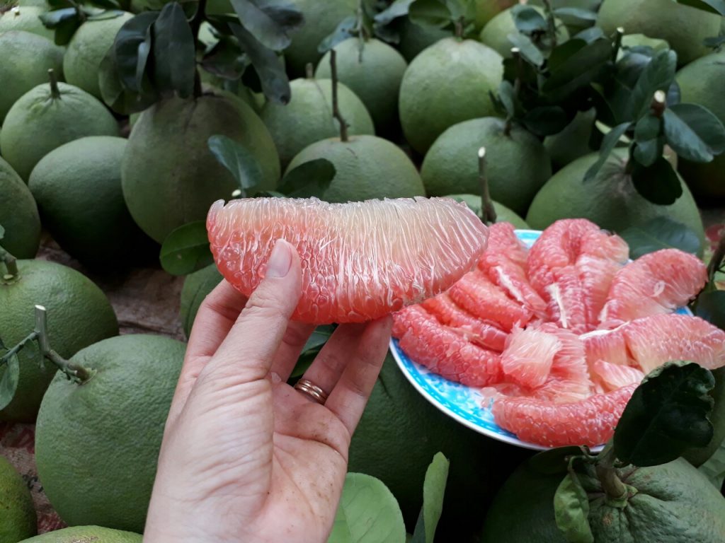 Bưởi da xanh cũng được xem là đặc sản của trái cây miền Tây