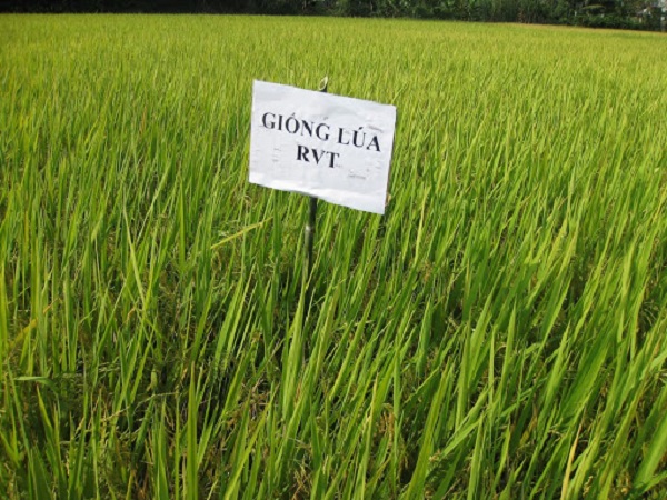 Mỗi vùng miền sẽ có thừi vụ trồng lúa RVT khác nhau